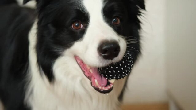 Pet activity. Funny puppy dog border collie holding toy ball in mouth at home indoors. Purebred pet dog wants to playing with owner. Love for pets friendship companion concept