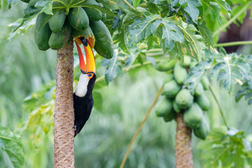 Toco toucan feed on fruit in a tree © Staffan Widstrand