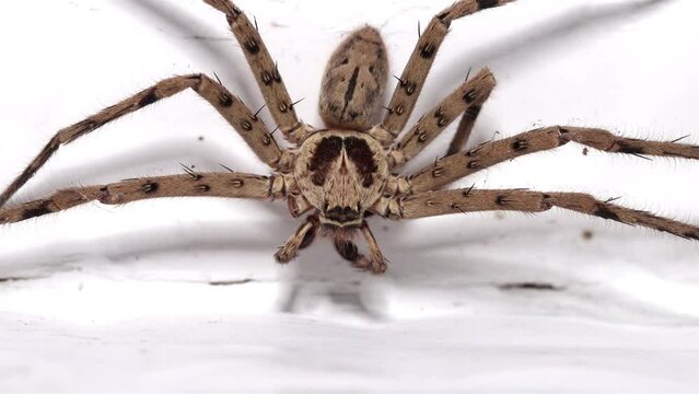 The Huntsman spider - Heteropoda venatoria on a white wall at a village house, Thailand