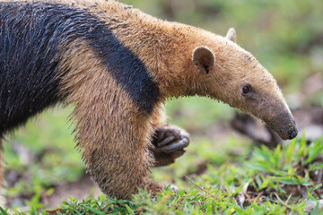 Southern Tamandua in green vegetation