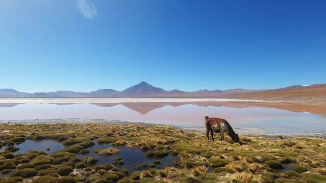 Alpaca Eats Grass on the Shore of Colorful Laguna Colorada, Lagunas Route, Bolivian and Chile Border Destination in South America, Surreal Landscape