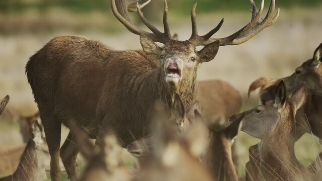 Huge Male Red Deer With Huge Antlers Making Noise Opening Mouth, Large Furry Deer Showing Teeth in Big Deer herd with Lots of Warm Colour Tones in Richmond Park, London, England, UK
