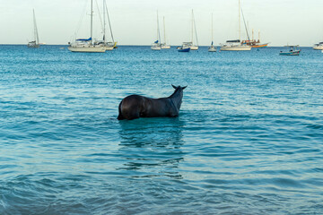 Race horses swimming in the sea on Carlisle bay, Pebbles beach Barbados with their jockey