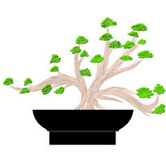 bonsai tree isolated on white