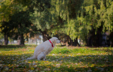 Belgrade, Serbia. November 10th, 2022. Adorable Golden retriever pooping on the grass of a park on...