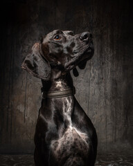 Black dog with collar in the studio. Shorthair black dog with a white chest on a dark background. Beautiful pet portrait