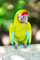 nice ara macaw parrot outdor. ara macaw parrot outside. photo of ara macaw parrot in zoo.