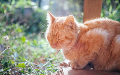 Close-up of a Ginger tabby young cat sleeping and sitting on the concrete floor in the garden with the morning sunlight. orange cat outdoor
