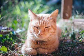 Naklejka na ściany i meble The close-up fat cute ginger tabby young cat looks at the camera sitting on the ground in the garden with the morning sunlight. orange cat outdoor