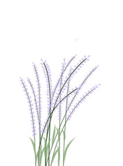 lavender isolated on white