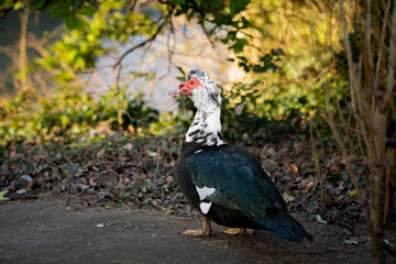 colorful duck