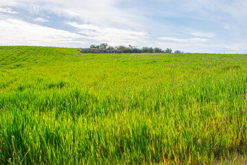 Obraz na płótnie Canvas green and yellow meadow under a blue sky