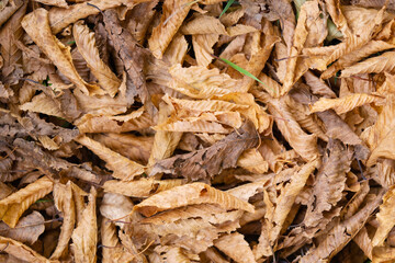 Beech tree leaves