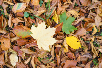 Obraz premium Maple leaf