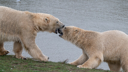 Two Polar Bears Play Fighting