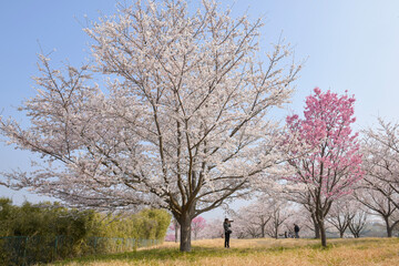 Pretty and lovely pink cherry blossoms wallpaper background,