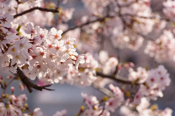 Pretty and lovely pink cherry blossoms wallpaper background,