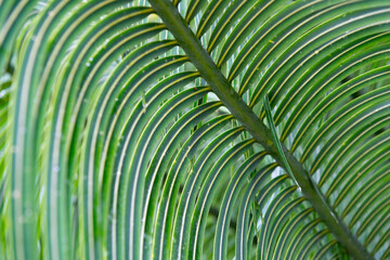 green foliage leaf background with selective focus. natural backdrop of green foliage leaf