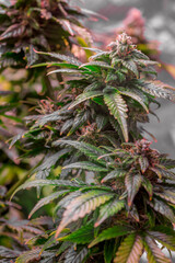Mature marijuana plant with bud and leaves. Marijuana plant texture on an indoor cannabis farm.The concept of Indoor grow marijuana. marijuana for recreational purposes.