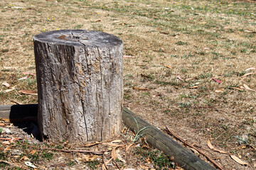 sawn tree stump in field