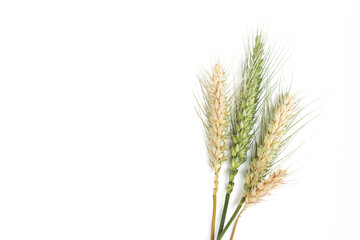 Ears of wheat on a white background