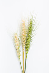 Ears of wheat on a white background