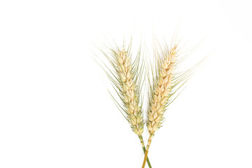 Ears of wheat on a white background