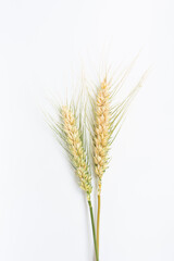 Ears of wheat on a white background	

