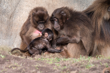 Baby Gelada Monkey with Parents
