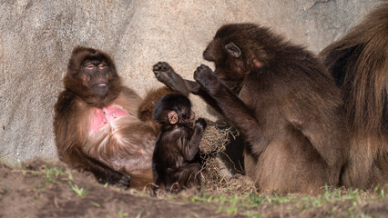 Baby Gelada Monkey with Parents