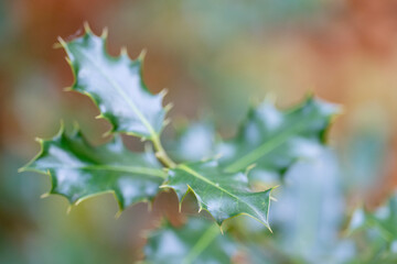 Holly leaves