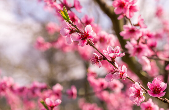 Pfirsichbaum Pfirsichbl&uuml;ten