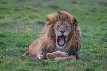 Male Lion Resting on Grass