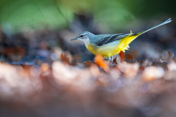 Grey wagtail bird