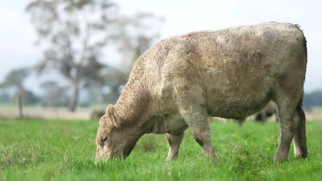 Close up of Stud Beef bulls and cows grazing on grass in a field, in Australia. eating hay and silage. breeds include speckle park, murray grey, angus, brangus and wagyu and hereford.