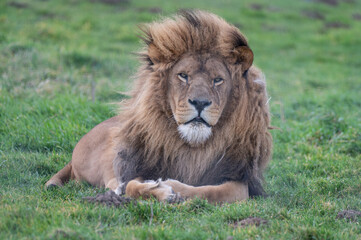 Fototapeta na wymiar Male Lion Resting on Grass
