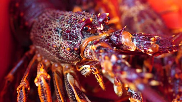 close up of a red freshwater crayfish in tasmania australia on a fishing boat