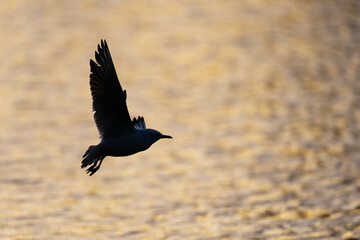 Black-headed gull