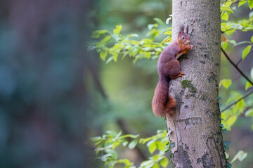 European Red squirrel