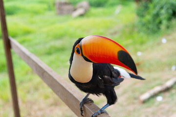 toucan bird portrait outdoor. toucan bird in wildlife. toucan bird with orange beak.