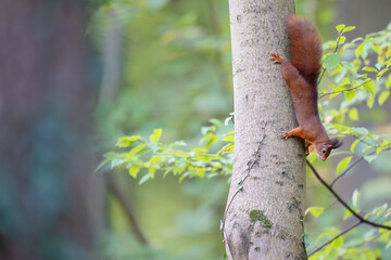 European Red squirrel