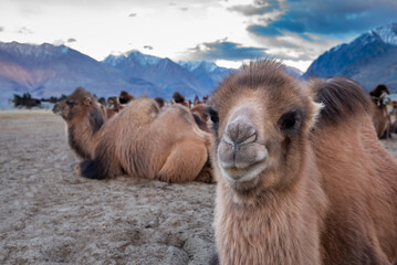 camel in the desert for tourism leh india