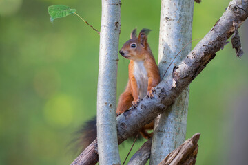 European Red squirrel portrait