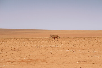 lonely zebra in desert