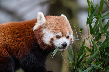 Fototapeta premium Red Panda Feeding on Bamboo Shoots