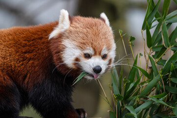 Red Panda Feeding on Bamboo Shoots