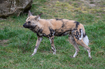 African Painted Dog Walking on Grass