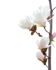   Twig with  Magnolia flowers  isolated on white background.