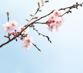 Branch  with pale pink flowers of Sakura on blue sky background . Selective focus
