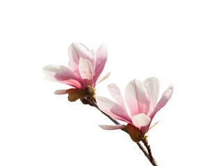 Two Magnolia flowers  isolated on white background. - 573884495